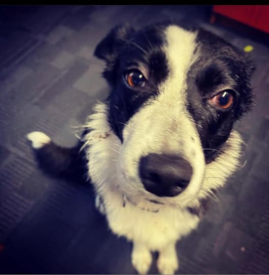 481790273 10235218705349464 1785532016101085372 n